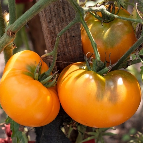 Tomates Ananas