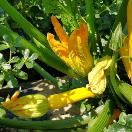 Courgettes jaunes