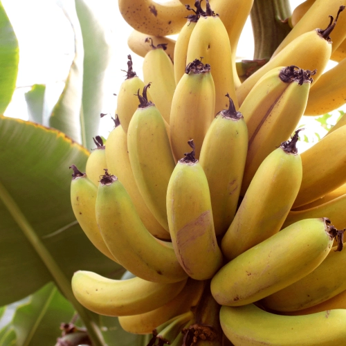 Bananes Antilles françaises