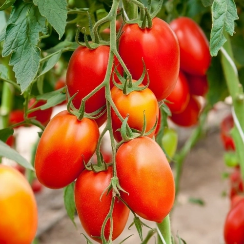 Tomates Roma