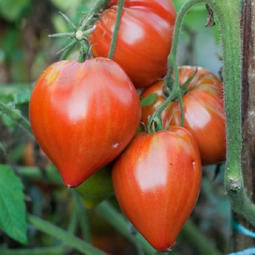 Cagette de tomates Coeur de Boeuf Cauralina