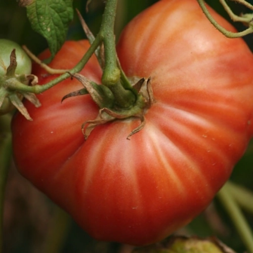 Tomates Marmande BIO