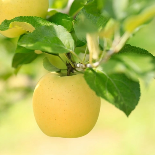 Cagette de pommes Inogo BIO