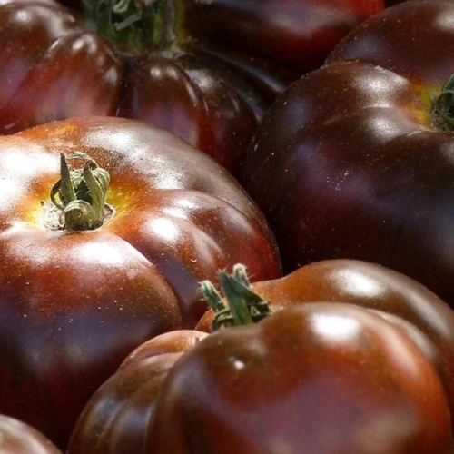 Tomates Noires de Crimée