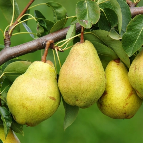 Cagette de poires Alexandrine