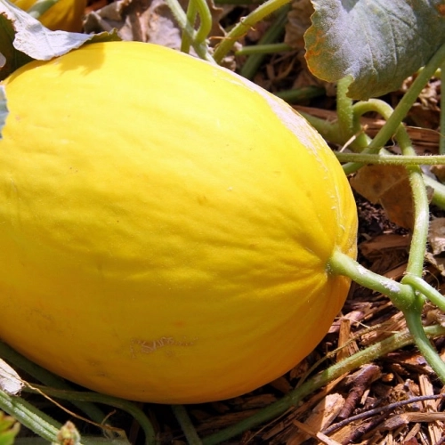 Melon jaune, d'Espagne, canari Stock Photo