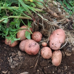 Pommes de Terre Dalida