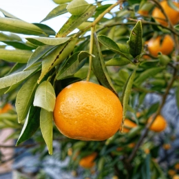 Cagette de clémentines feuilles Corses IGP