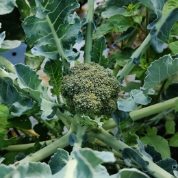 Tout savoir sur le brocoli