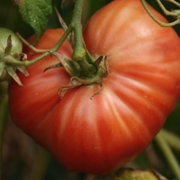 Cagette de tomates Marmande