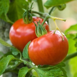 Cagette de tomates rondes
