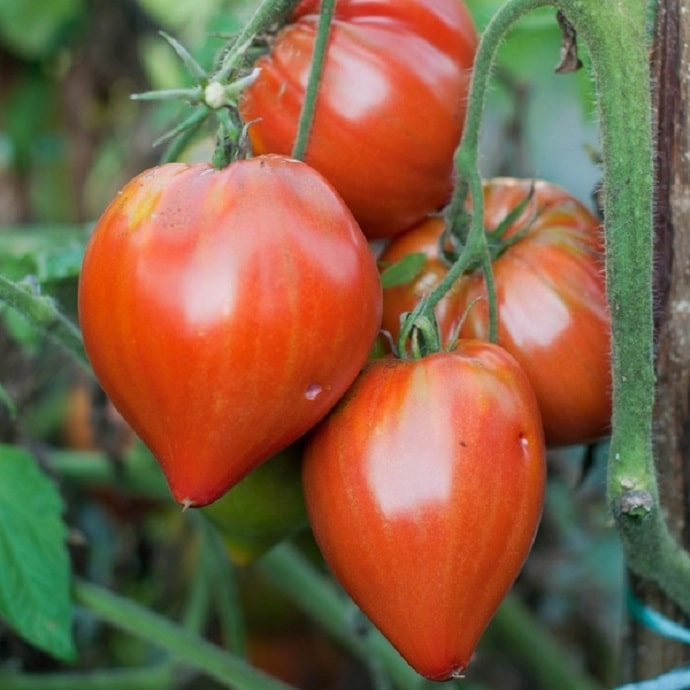 Tomates Coeur De Boeuf Cauralina