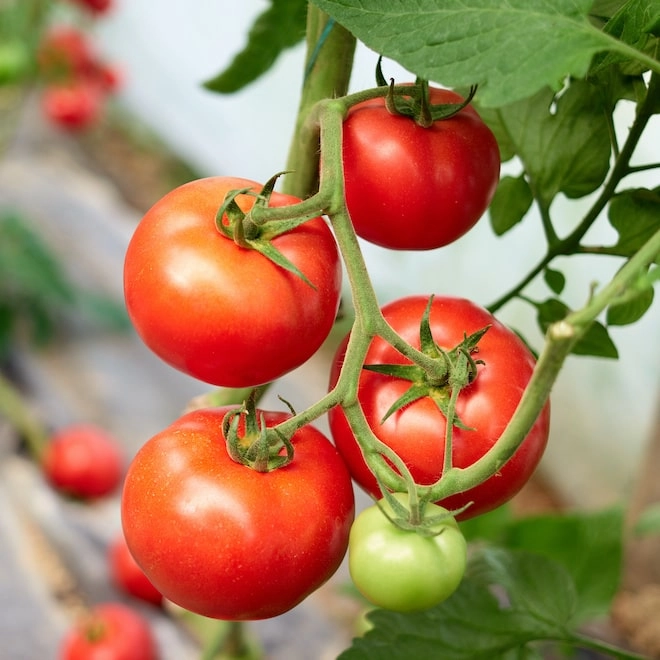 Cagette de tomates rondes BIO