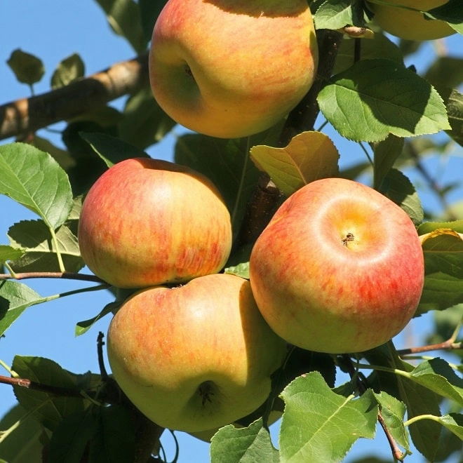 Cagette de pommes Jonagold BIO