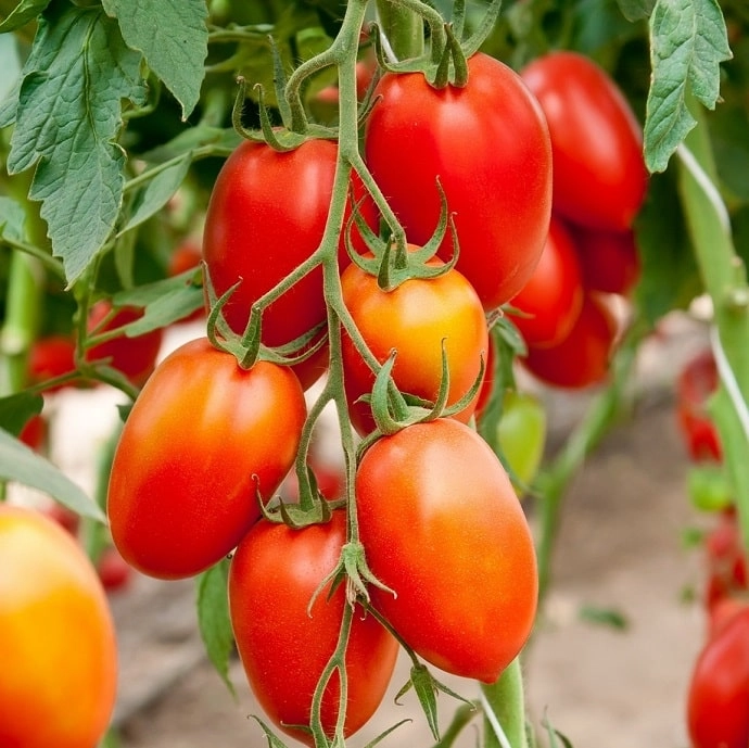 Tomates Roma