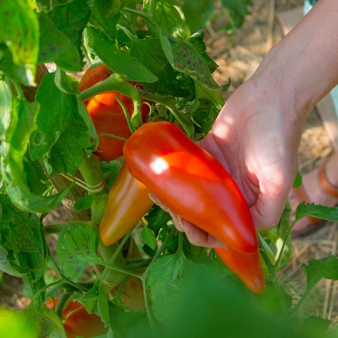 Tomates cornues