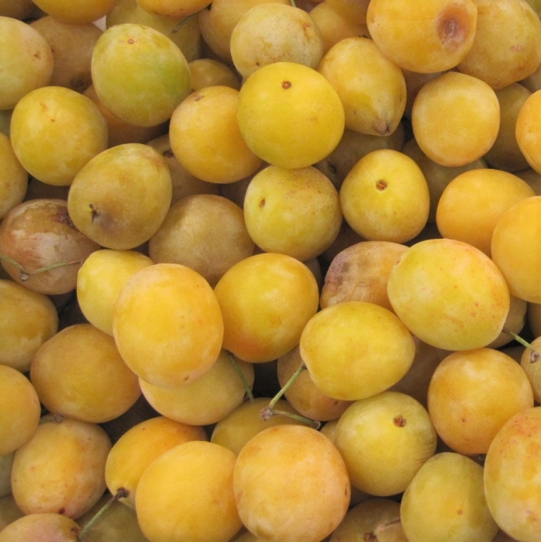 Cagette de Mirabelles