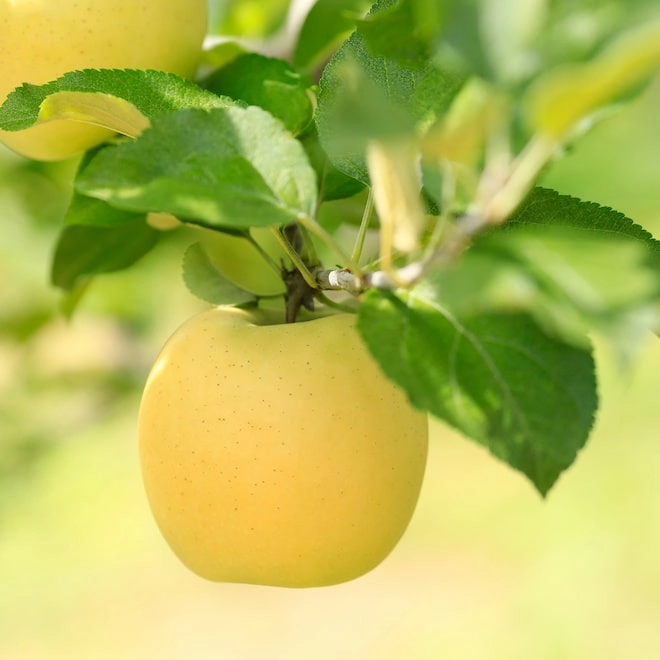 Cagette de pommes Inogo BIO