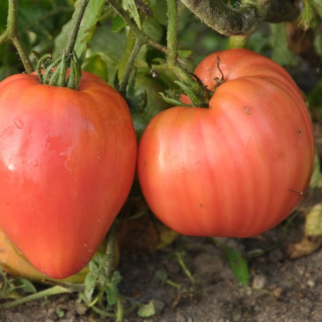 Cagette de tomates Rose de Berne