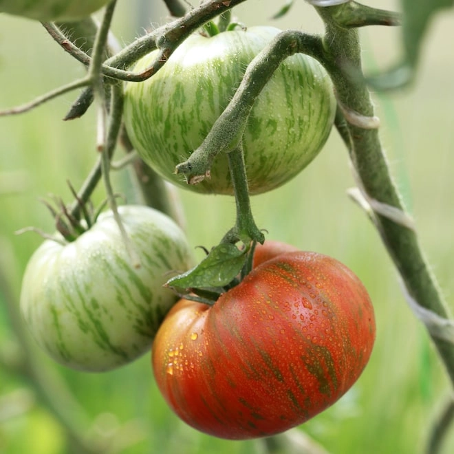 Tomates tigrées  BIO