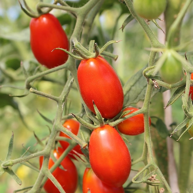 Cagette de tomates cerises allongées BIO
