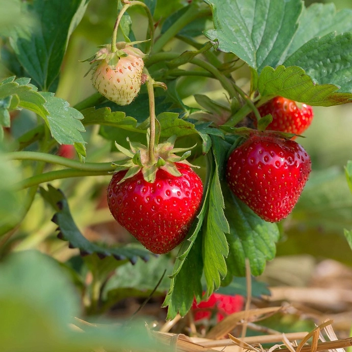 Cagette de fraises Charlotte