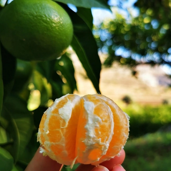 Cagette de mandarines Satsuma BIO