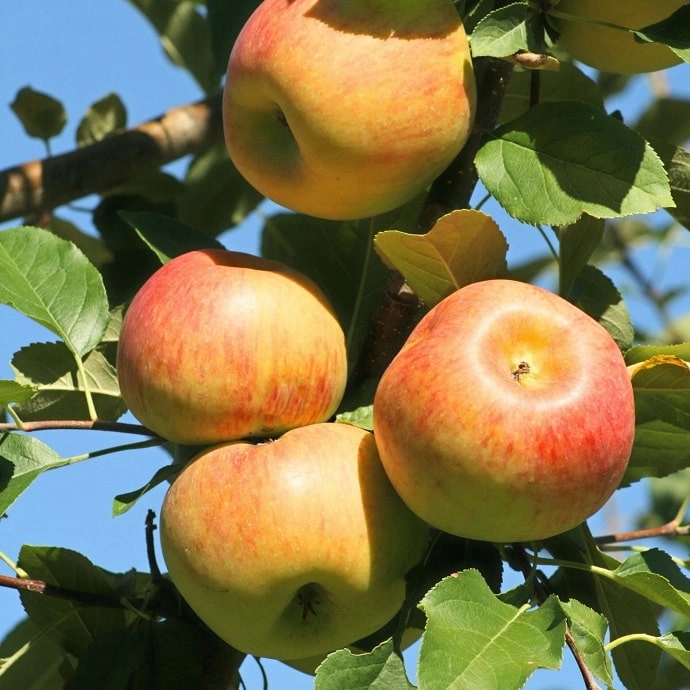 Pommes Fuji