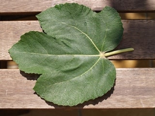 Feuilles figue blanche d'Argenteuil